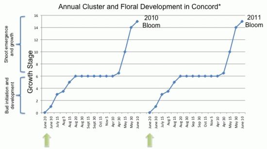 Annual Cluster and Floral Development Chart