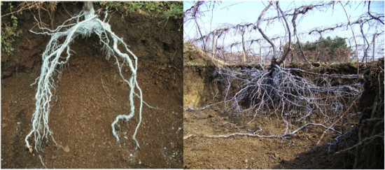 Root Structure