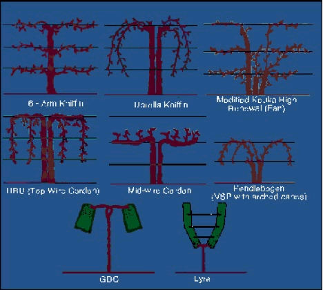 Training Systems for Grape Vineyards