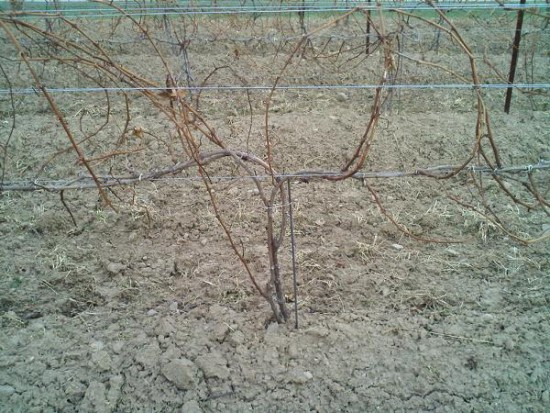 Pinot Noir Vines