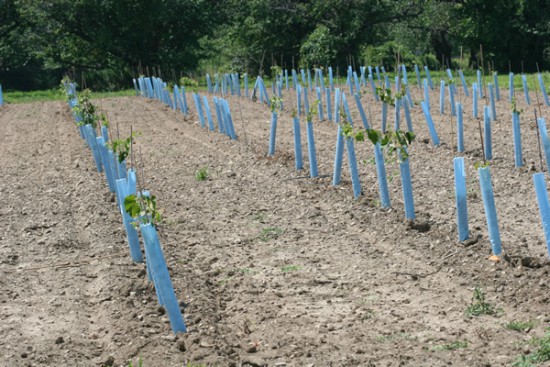 Grow Tubes