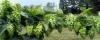 Hops Production in the Lake Erie Region