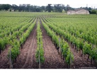 Dr. Kees van Leeuwen: How soil, climate and vineyard management influence Cabernet Franc production