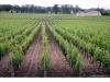Dr. Kees van Leeuwen: How soil, climate and vineyard management influence Cabernet Franc production
