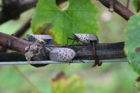 Spotted Lanternfly-NYS IPM Conference