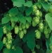 Hops Production in The Lake Erie Region