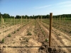 New Grower/New Winery Workshop