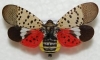 LERGP Coffee Pot Meeting #1 -Special Spotted Lanternfly Focus
