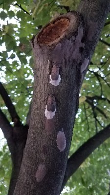 FIFRA 2(ee) Recommendations for 5 Insecticides for Spotted Lanternfly in NY