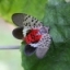 Spotted Lanternfly Found in Ithaca