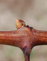 PHENOLOGICAL STAGES: Bud swelling