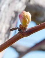 PHENOLOGICAL STAGES: Bud burst: green shoot first clearly visible