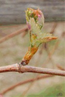 PHENOLOGICAL STAGES: First leaf unfolded and spread away from shoot