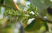 PHENOLOGICAL STAGES: Full flowering: 50% of caps fallen