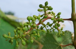 PHENOLOGICAL STAGES: Fruit set: young fruits begin to swell, remains of flowers
