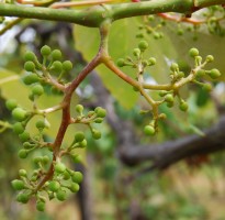 PHENOLOGICAL STAGES: Berries small: bunches begin to hang