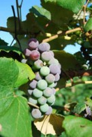 PHENOLOGICAL STAGES: Beginning of berry ripening