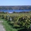 Finger Lakes Grape Prices - 2012