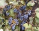 Finger Lakes Grape Prices - 2011